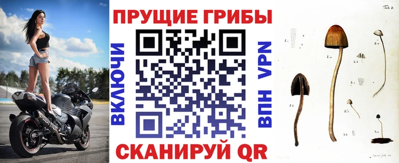 Псилоцибиновые грибы мицелий  как найти закладки  Усть-Джегута 